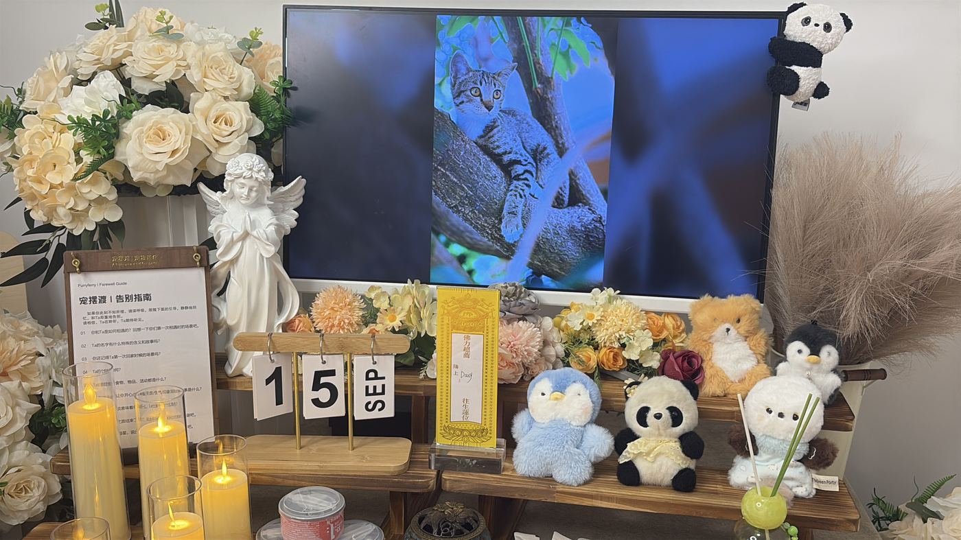 如何面对宠物离世的悲伤？写给北海养宠人的心理支持